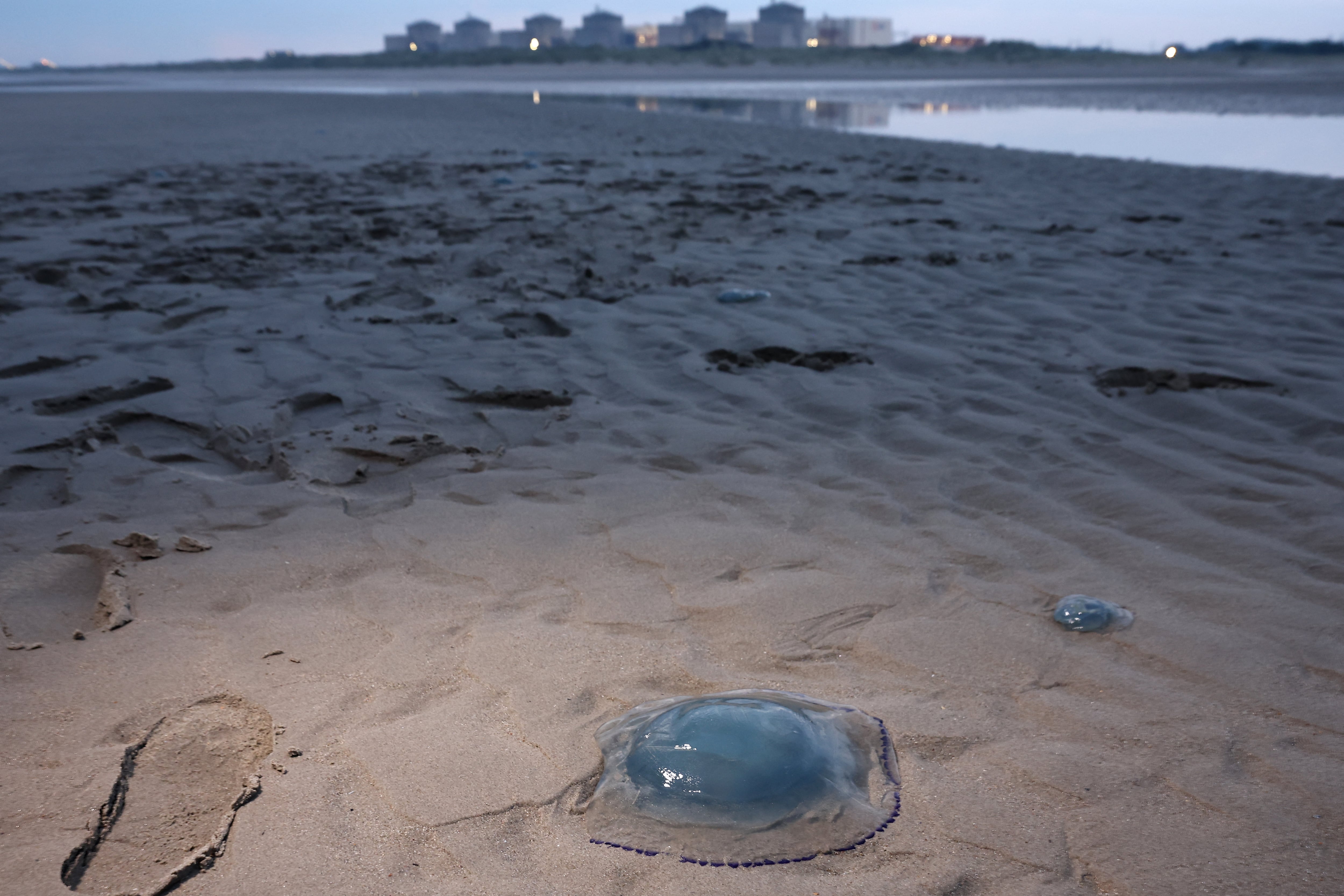 Medusas descansan en la orilla cerca de la central nuclear de Gravelines, norte de Francia, (Foto de Sameer AL-DOUMY / AFP)