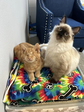 Los dos gatos conviviendo en