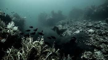 Fondo marino con peces nadando entre corales y flora subacuática, rodeados de aguas turbias y zonas de sedimento oscuro.