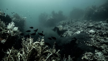 “Desoxigenación acuática”, por qué los mares del planeta y la vida marina enfrentan un desafío crítico