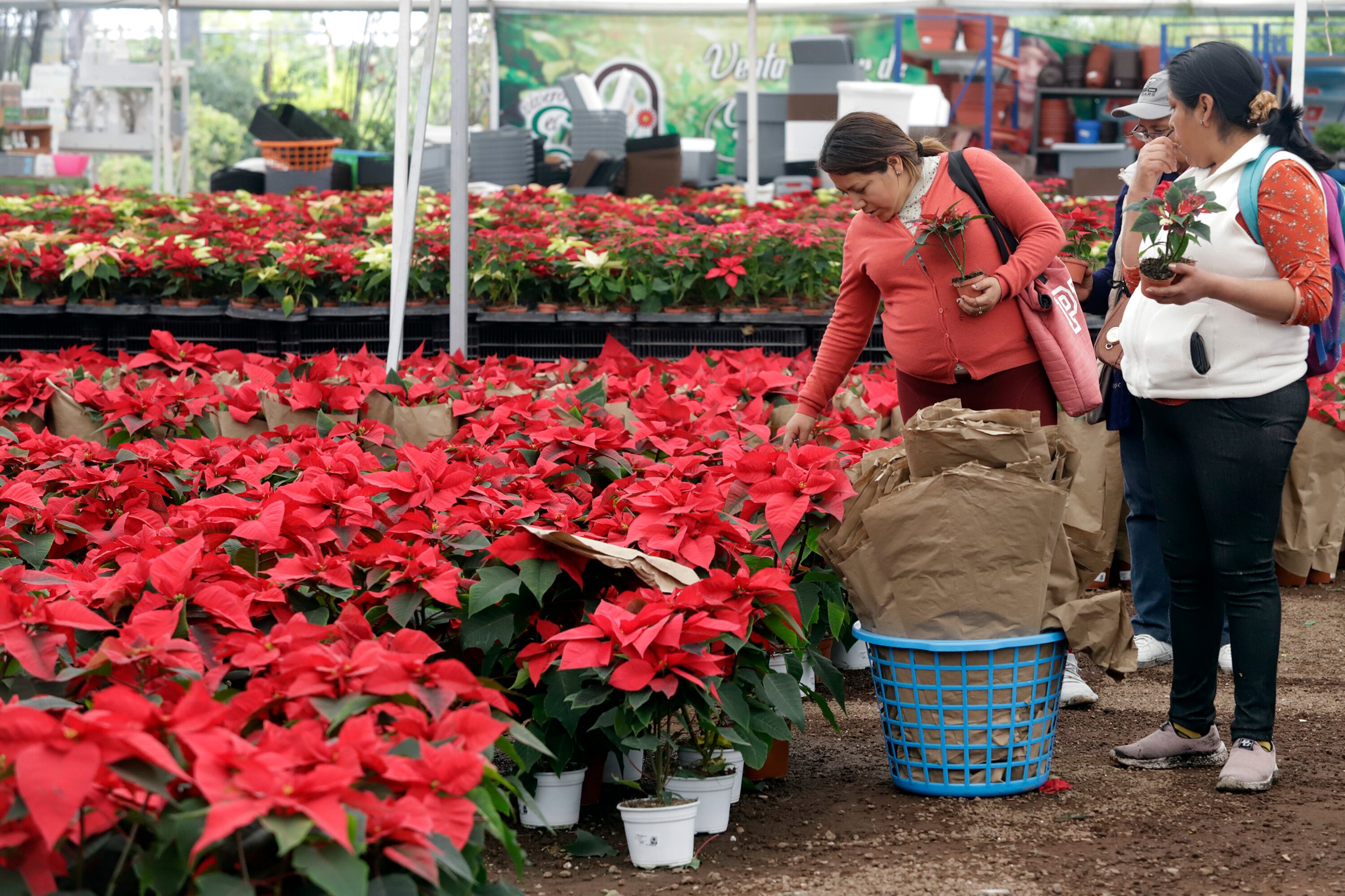 Contrario a la creencia, estas flores se pueden mantener en buen estado a lo largo de todo el año. (EFE/ Hilda Ríos)