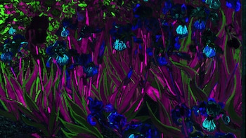 La luz ultravioleta muestra el