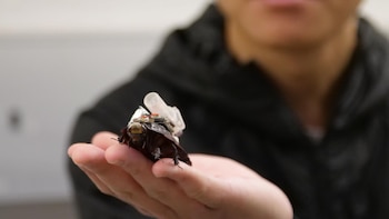 Cucaracha cyborg
