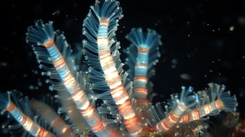 La propuesta científica plantea almacenar