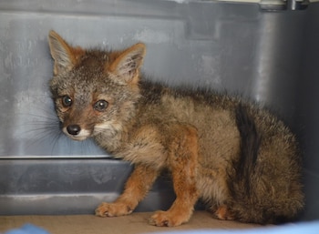 Serfor rescató a un zorrito