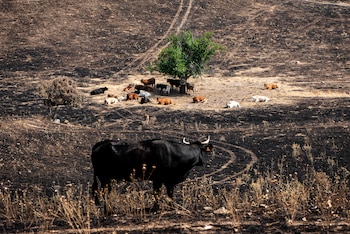 Varias vacas rodean el árbol 'milagro', a 17 de agosto de 2025, en Soto de Viñuelas, Tres Cantos, Madrid (España). (Gabri Solera/Europa Press)
