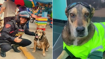 Compartilhe fotos. Esquerda: Um policial agachado com um cachorro marrom sorridente na estrada. À direita: um cachorro com óculos de proteção e traje de proteção amarelo