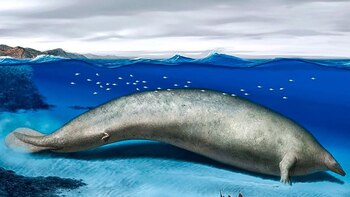 Perucetus Colossus. (Andina)