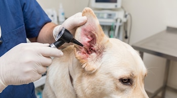 Mano de veterinario con guante blanco examina con otoscopio la oreja inflamada de un perro de pelaje claro, posiblemente un Golden Retriever, en una clínica.