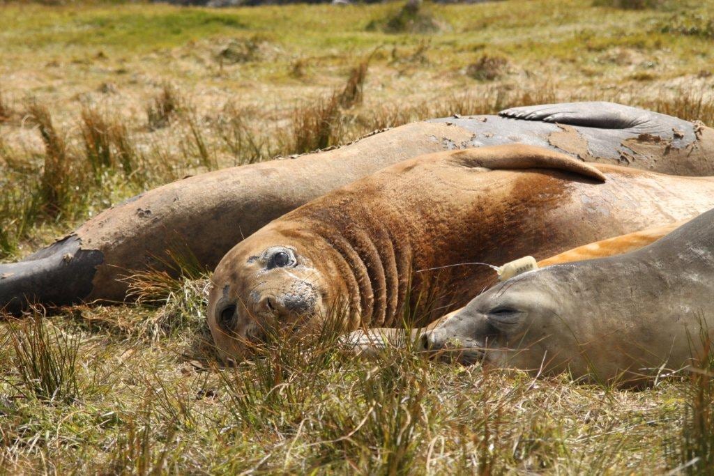 Los datos del seguimiento satelital alimentarán el Atlas de Especies y Espacios del Mar Patagónico para la conservación regional. (Alejandro Vila - WCS)