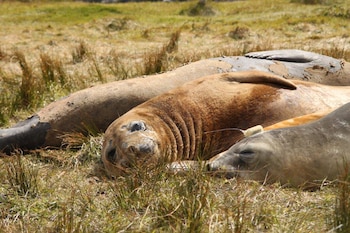 Los datos del seguimiento satelital alimentarán el Atlas de Especies y Espacios del Mar Patagónico para la conservación regional. (Alejandro Vila - WCS)