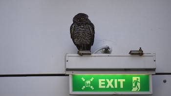 Aventureros con plumas: así fue