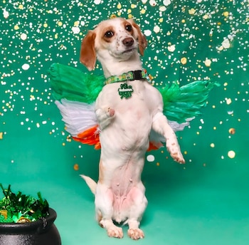 Cada uno de los atuendos