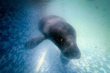 Joven manatí reaviva la esperanza en Amazonía