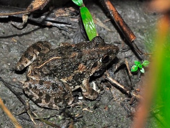 La rana cangrejera regula la