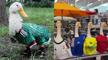 El pato Merlín ya llegó a Canadá: la fiebre del animal viral del Mundial 2026 cruza fronteras