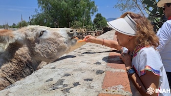 El santuario de burros de Otumba y otros destinos que podrás conocer con los Paseos Culturales del INAH
