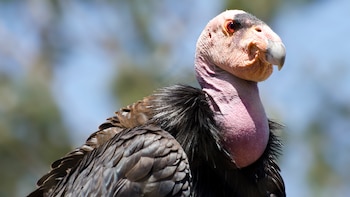Cóndor de California, la mayor