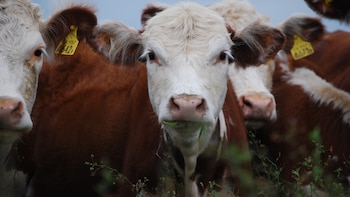 Kilos accesibles a partir de