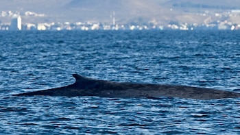 Avistaje inédito en Comodoro Rivadavia: una ballena azul emergió a metros de una embarcación turística