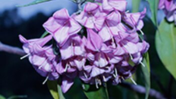 UNAM descubre una nueva especie