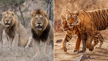 Los leones se benefician del