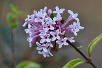 Las lilas compiten con las