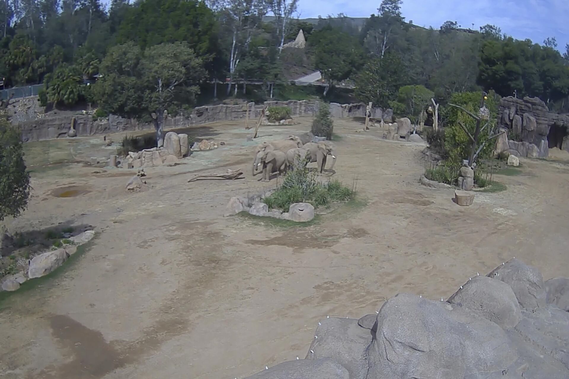El momento fue captado por el zoológico. (San Diego Zoo Wildlife Alliance vía AP)