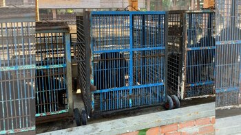 Los osos de las granjas viven en condiciones deplorables de vida y sufren una agonía constante durante muchos años. (Instagram/bearsanctuary_ninhbinh)