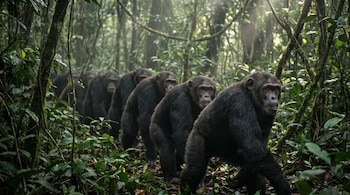 Siete chimpancés de pelaje oscuro caminan en fila por una densa selva tropical, con vegetación exuberante y rayos de luz que se filtran.