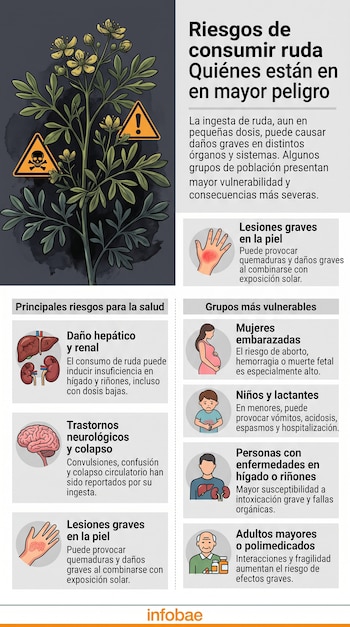 Infografía con una ilustración de ruda, símbolos de peligro, órganos humanos e íconos de personas vulnerables.