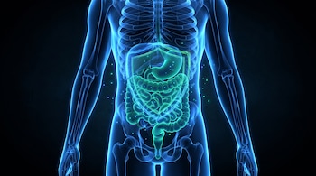 Ilustración 3D de un cuerpo humano translúcido con esqueleto azul brillante. Muestra el sistema digestivo verde y turquesa, microorganismos y un escudo en el abdomen.