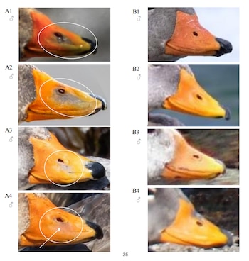 Ocho fotografías de perfil de cabezas de patos machos, cuatro con círculos blancos sobre el pico y cuatro sin marcas