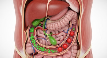 Las funciones del hígado, el
