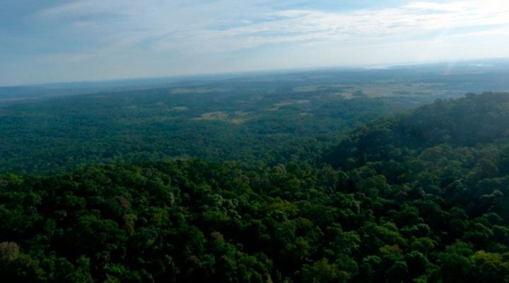 En Argentina, los bosques ocupan alrededor del 16% del territorio nacional, una superficie cercana a la extensión de España (CONICET)