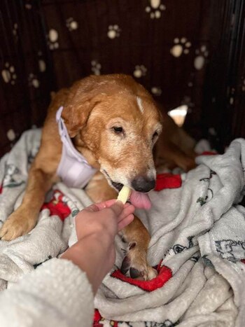 La recuperación de Leonore avanza