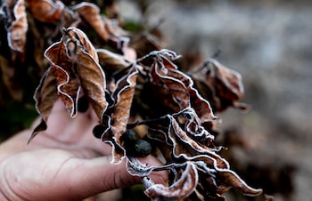 Hojas de una planta de
