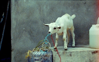 La cabrita de 'Samsara', de