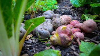 El Jardín Botánico acogerá el