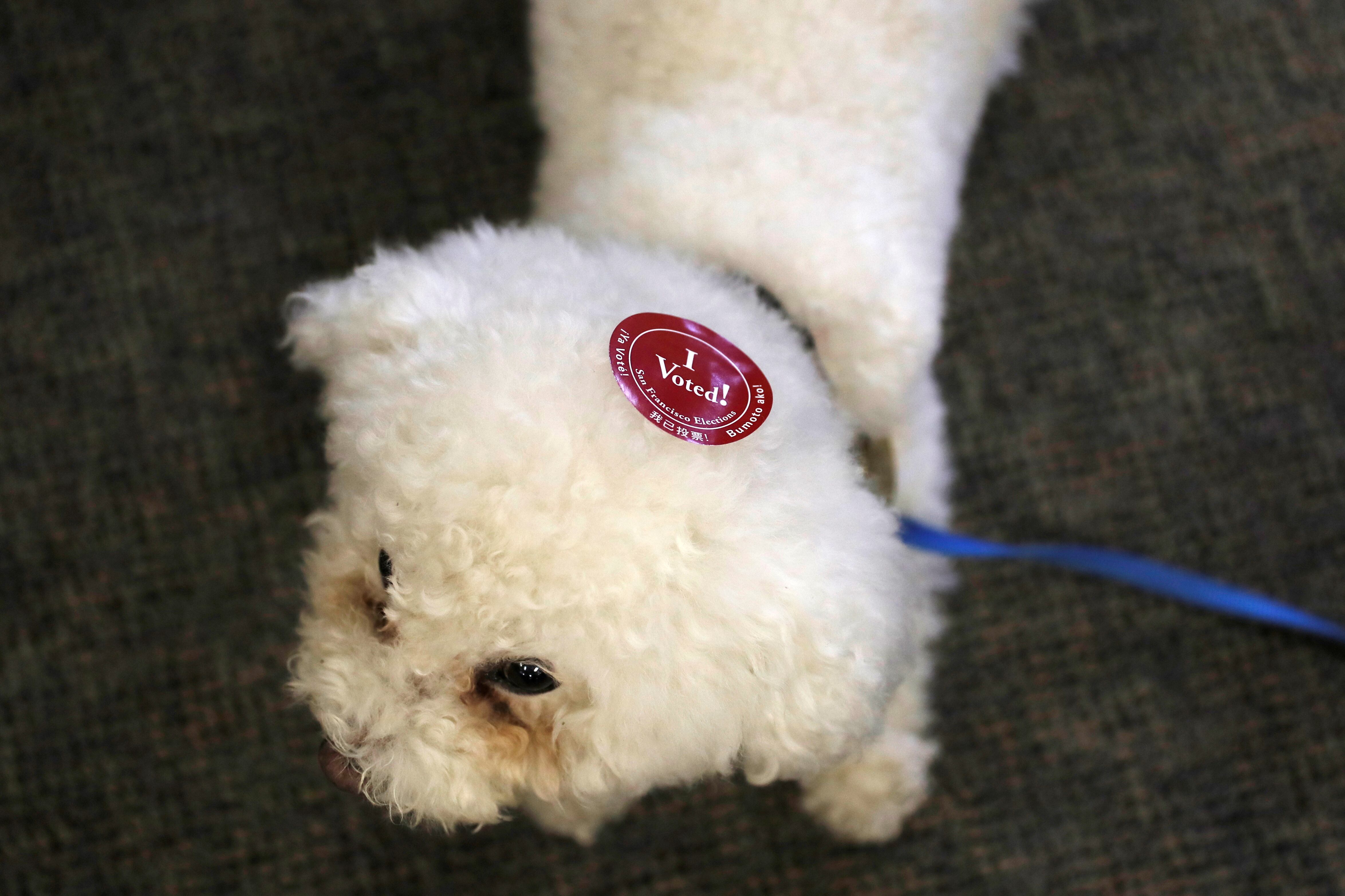 La fotografía de Maya Jean Yourex con el adhesivo de “I Voted” se utilizó como evidencia principal en la investigación de fraude electoral. (REUTERS/Stephen Lam)