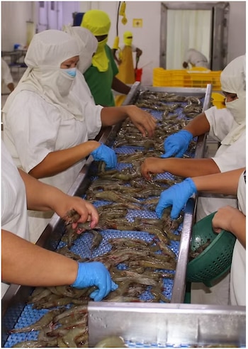 La calidad del camarón hondureño y el peso estratégico del sector turístico dominicano impulsan nuevos acuerdos comerciales bilaterales. (Cortesía: Andah)