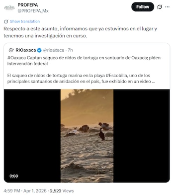 PROFEPA a través de redes sociales, ante el saqueo de tortugas