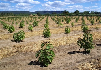 La Jatropha es un arbusto
