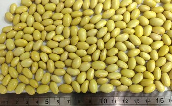 Frijol canario. (foto: Candres)