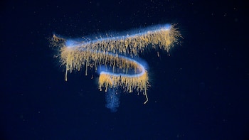 Encuentran 31 especies nuevas en las costas de Brasil, Schmidt Ocean Institute