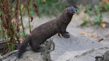 Ejemplar de visón europeo. (zoofanatic/Wikimedia Commons)