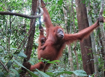 Un orangután de Borneo de pelaje rojizo y su cría pequeña se balancean entre los árboles de una densa selva tropical verde, ambos agarrados a ramas