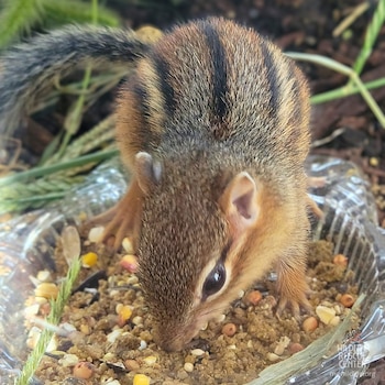Chippie después de varios días