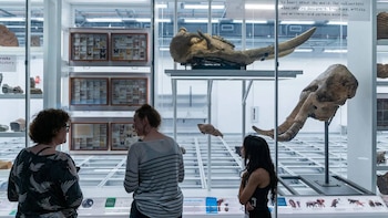 Tres personas de espaldas observan exhibiciones de museo con un cráneo fósil grande en la parte superior, vitrinas con mariposas y rocas
