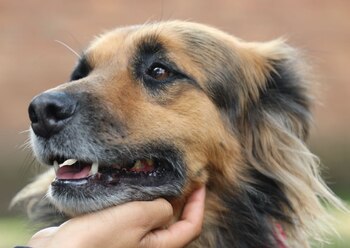 La senadora Andrea Padilla, presentó
